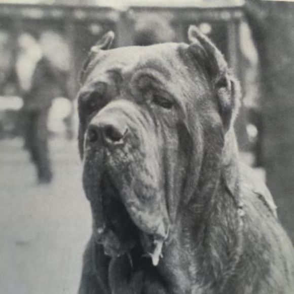 carlopietroniro